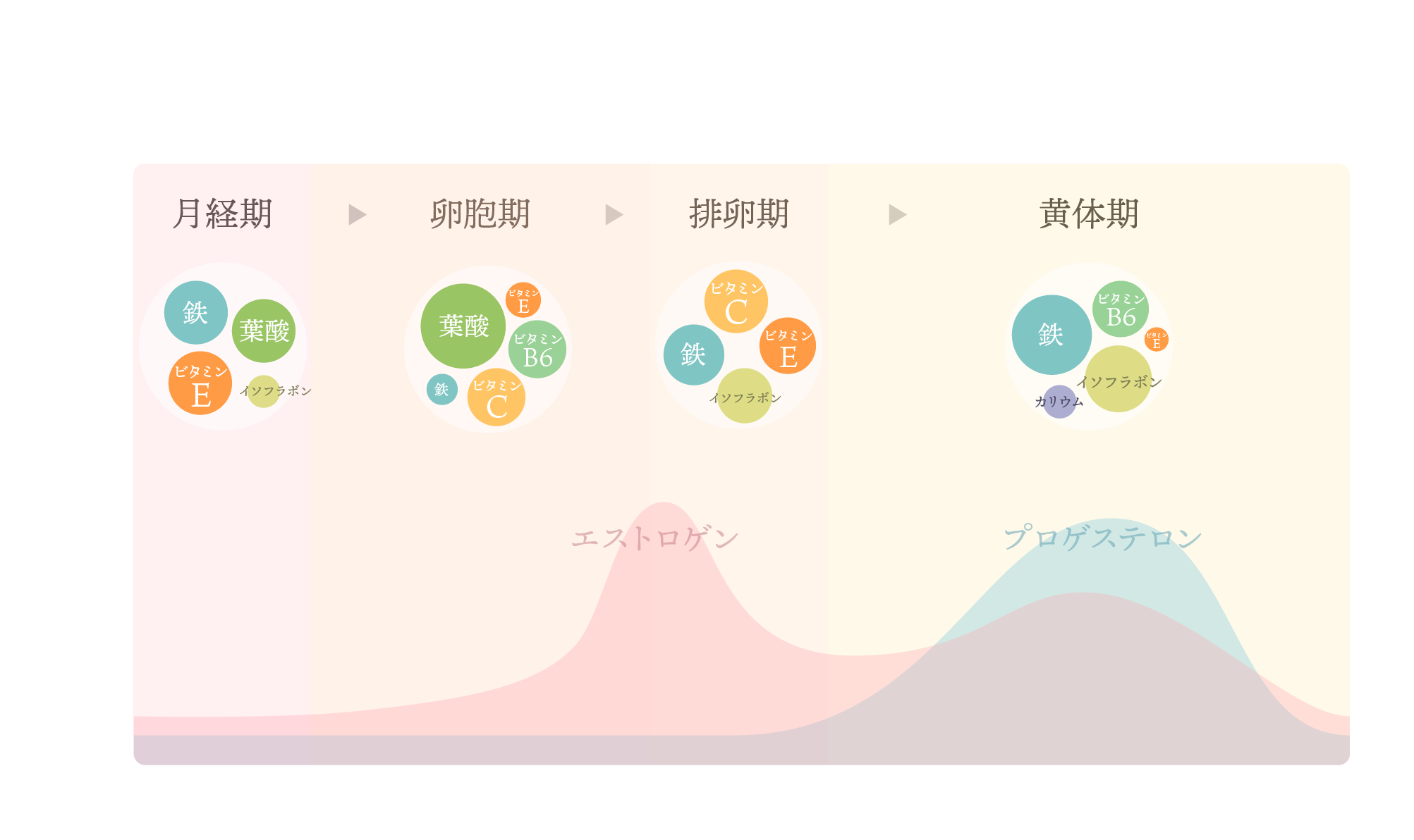 生理周期と必要な栄養素